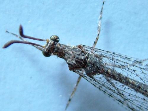 Réf. 266 277 : Neuroleon egenus